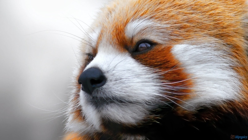 close-up, animal themes, red, mammal, whisker, panda, animals, animal, animal body part, animals in the wild, vertebrate, animal hair, 1080P, day, animal head