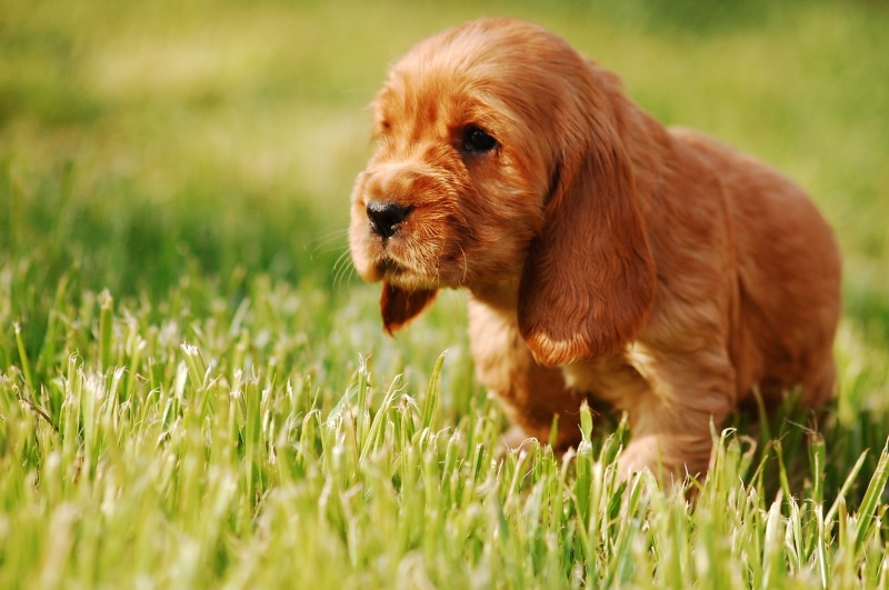 summer, animal, coker, small, red, domestic, animal head, Puppy, cocker spaniel, no people, nature, land, young, animal themes, Dog, doggy, green color