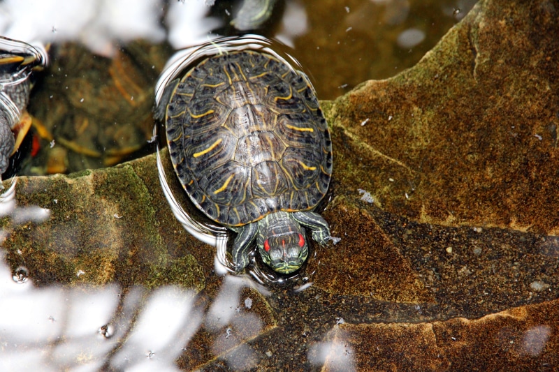 sea life, 2K, animal wildlife, lake, animal, water, tortoise, one animal, trachemys scripta, day, marine, nature, animal themes, no people, shell, creeping things