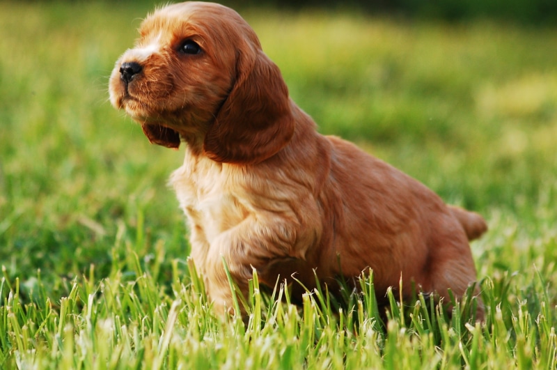 cocker spaniel english, canine, rudy, animal, young, domestic Animals, profile view, animals And Pets, 2K, cocker Spaniel, sweet, animal themes, Dog, dogs