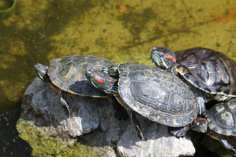reptiles, marine, pond slider, day, rock - object, leaves, reptile, rock, high angle view, animals in the wild, grass, animal wildlife, a lot, sun, water