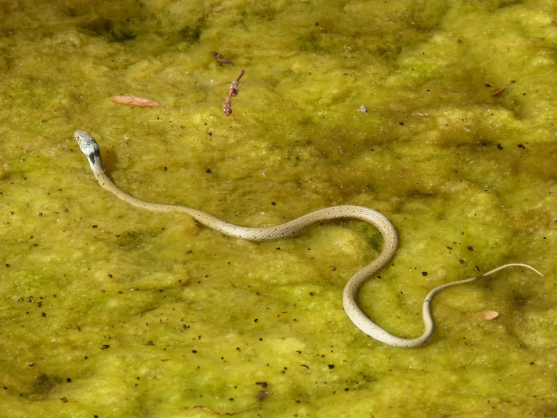 algae, nature, curve, 4K, outdoors, animal themes, vertebrate, environment, snake river, snake, no people, animals in the wild, plant, one animal, river