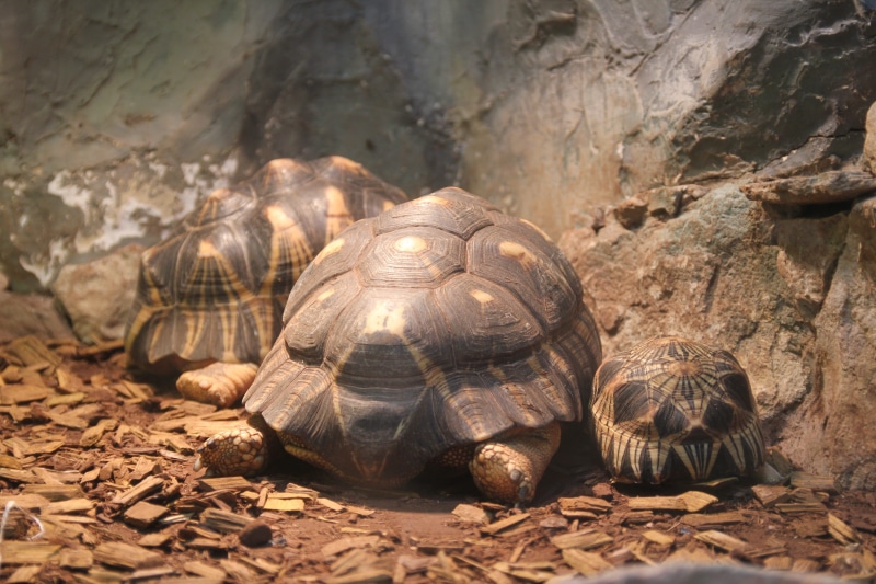 sunlight, animals, undersea world, land, krupnyj plan, nature, animal themes, animal shell, animal wildlife, day, red-eared slider turtle, outdoors, creeping things