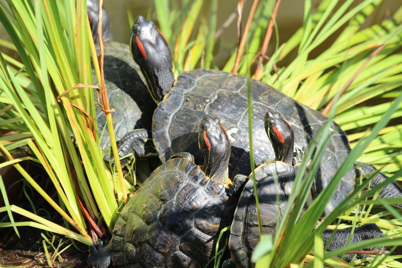 animal themes, a lot, vertebrate, no people, leaves, turtle, trachemys scripta, pond slider, green, animal wildlife, grass, one animal, plant, heated, living nature