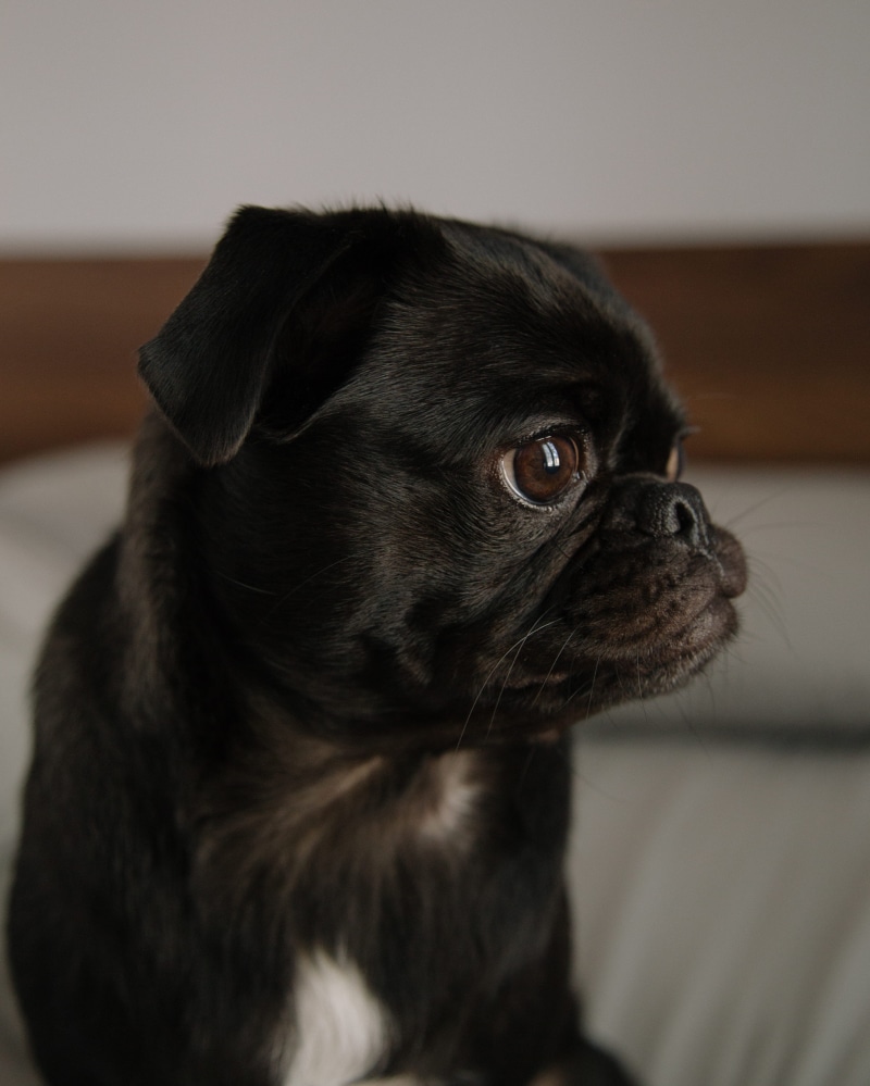 wood, one animal, morning, labrador retriever, pets, close-up, bed, animal themes, domestic animals, lap dog, domestic, profile view, sitting, chihuahua - dog