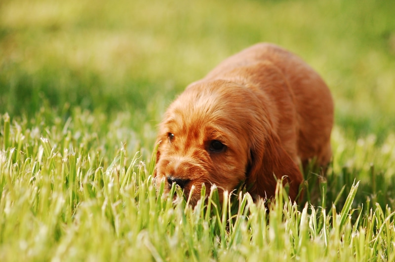grass, one animal, mammal, cute, brown, pedigree dogs, field, 2K, coker, red, spaniel, sweet, pets, cocker spaniel english, doggy, domestic Animals, vertebrate