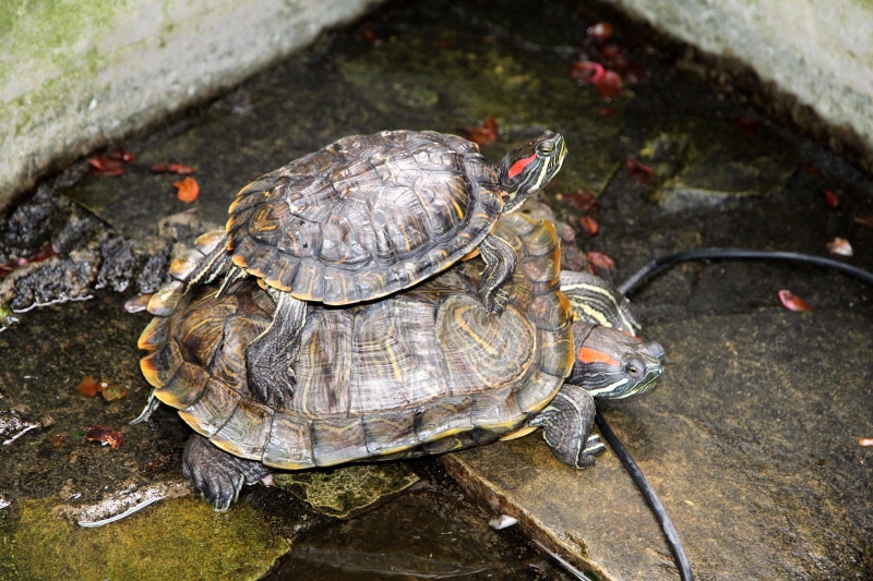 reptile, animal shell, group of animals, marine, animal wildlife, animal, rock - object, animal themes, water, no people, tortoise, trachemys scripta, high angle view