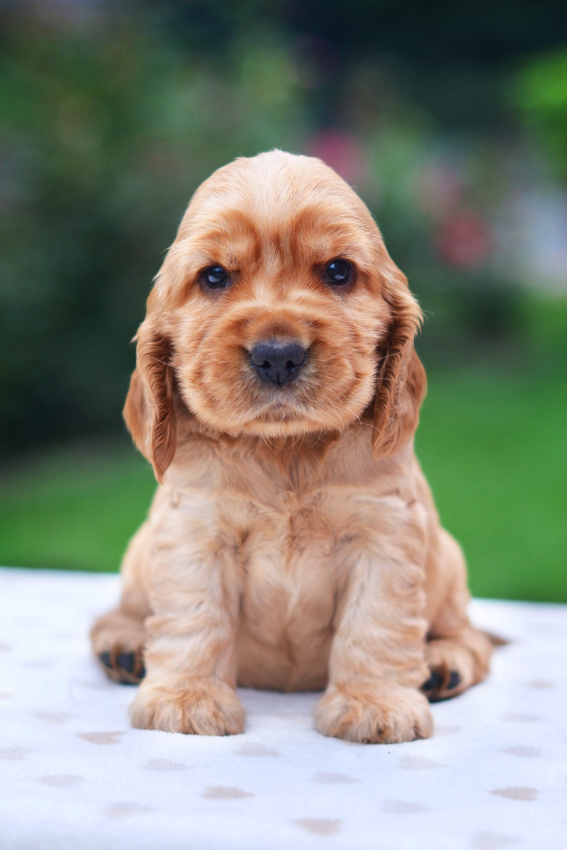 one animal, spaniel, rudy, portrait, close-up, dog, vertebrate, mammal, brown, puppy, domestic animals, sweet, small, textile, summer, look, a friend of man