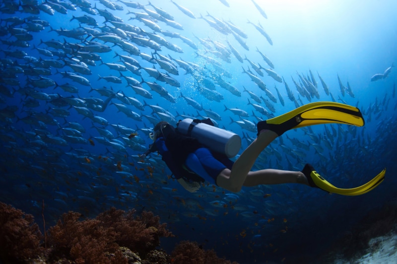 diving suit, adventure, illustration, sport, deep, diving flipper, exploration, animals in the wild, person, diving equipment, wetsuit, blue
