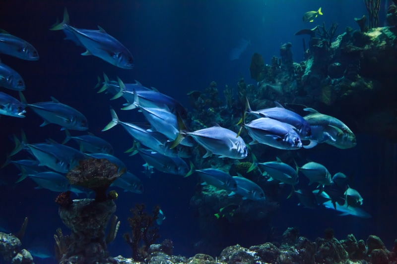 tank, animal themes, school of fish, under, dive, aquatic, group of animals, fish, water, large group of animals, ecosystem, deep, diving, marine, aquarium