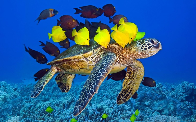 sea, tortuga, animal, 2K, coral, water, animal wildlife, peces, undersea, underwater, group of animals, marine, no people, blue, reptile, underwater diving