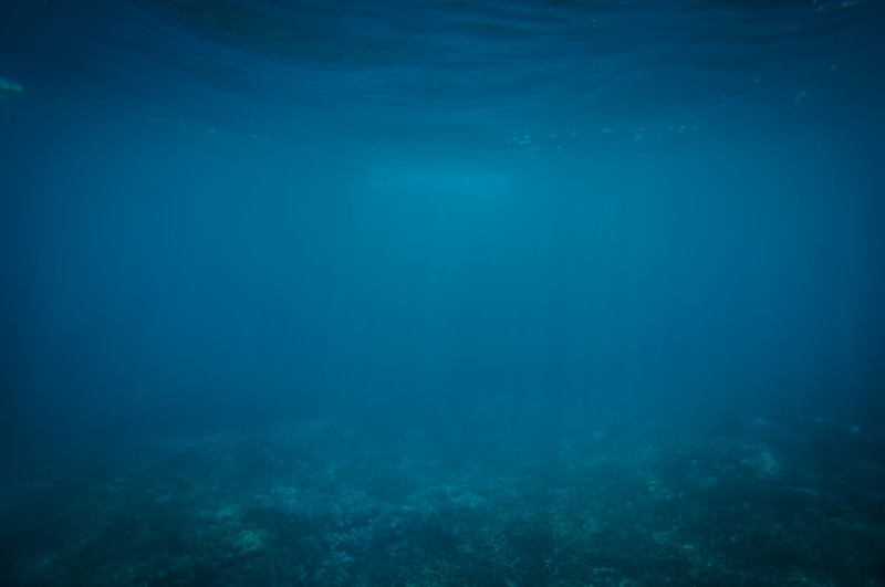 water, sea life, day, invertebrate, turquoise colored, ocean floor, under water, peaceful, underwater, tranquility, deep, light, see, coral, 4K, animals in the wild