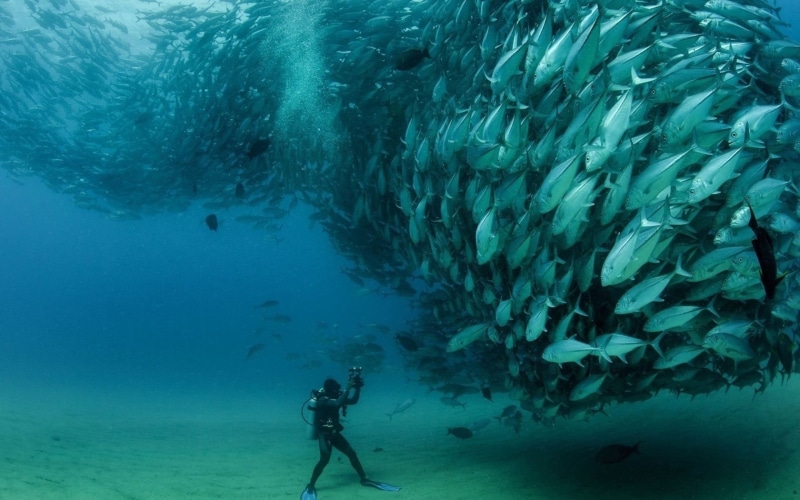 undersea, animal themes, sea life, photography, swimming, underwater, large group of animals, divers, sea, sport, animals in the wild, exploration, animal wildlife