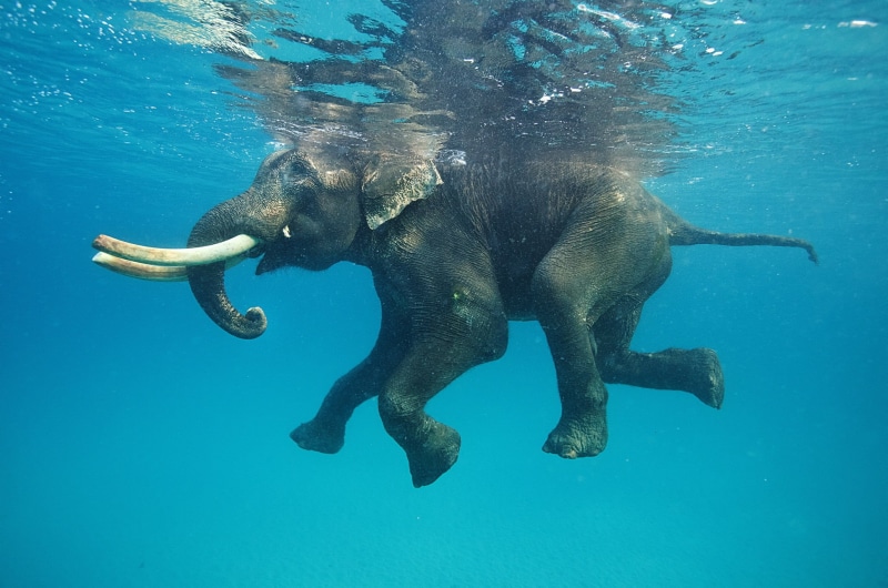 mammal, asian elephant, turquoise colored, no people, animal, animals in the wild, animal wildlife, outdoors, indian elephant, snorkeling, tusk, animal themes