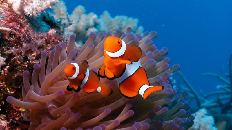 clown Fish, marine, water, animals in the wild, animal, two, sea, coral, wildlife, ecosystem, nemo Museum, vertebrate, tropical Climate, nature, group of animals