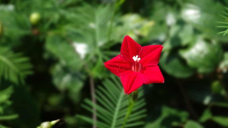 focus on foreground, beauty in nature, flower, romantic, green color, 5K, red, fragility, close-up, freshness, day, outdoors, flower head, no people, vulnerability