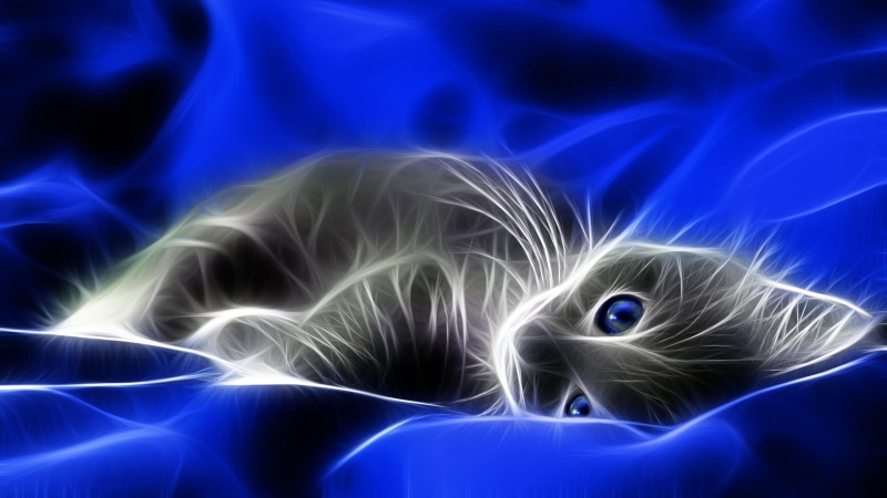 blue eyes, special effects, luminous, cat, blue, graphics, kitten, light, whiskers, art, neon, digital art, computer graphics, electric blue, 4K, artwork