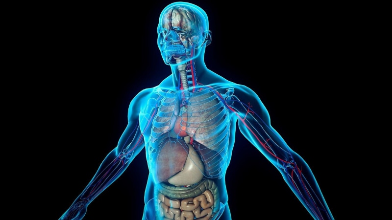 body paint, anatomy, shoulder, tattoo, waist up, organ, bone, studio shot, indoors, one person, human skeleton, skeleton, healthcare and medicine, adult