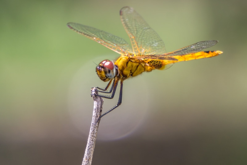 animal planet, Extension Tube, bokeh, nature, close-up, yellow, 2K, Dragonfly, sel55210, Sony A6000, animal, focus, wildlife, Insect, macro, 10mm, animal Wing
