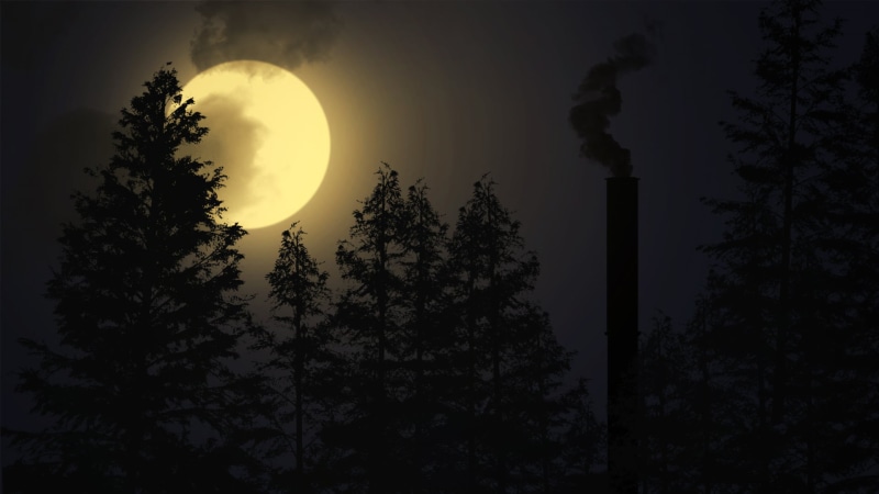 outdoors, planetary moon, pine trees, architecture, moon rays, trees, growth, pine, night, idyllic, landscape, tranquility, sunset, built structure, beauty in nature