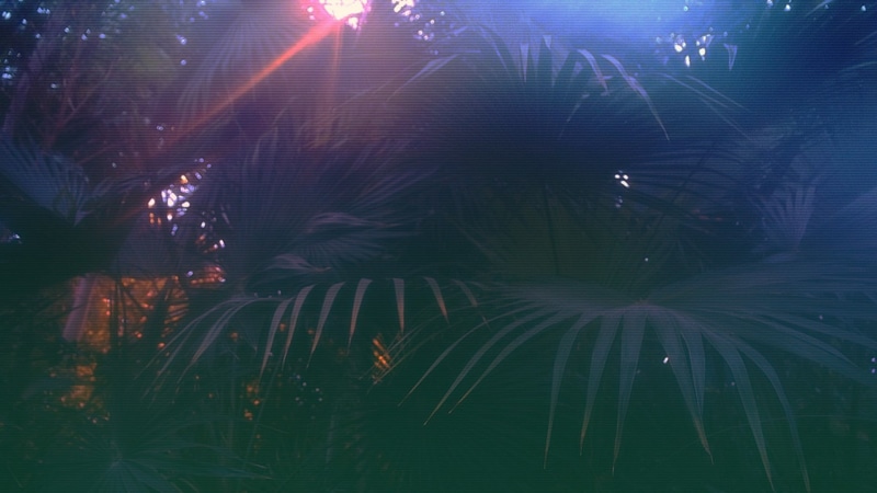water, plant, lens flare, night, 1080P, growth, palm leaf, tranquility, no people, animals in the wild, undersea, outdoors, tree, close-up, animal themes
