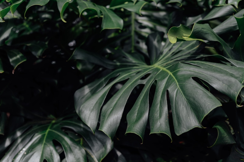 kailua kona, no people, flower, monstera, kona, nature, united states, monochromatic, food, trendy, freshness, wet, beauty in nature, focus on foreground