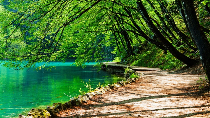woodland, emerald green, national park, 4K, europe, water, nature, lake, croatia, tree, forest path, park, plitvice lakes national park, forest, bank