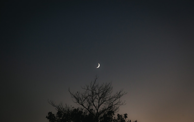 eclipse, idyllic, night, zagreb, moonlight, astronomy, dark, desktop, copy space, full moon, tree, tranquility, plant, tranquil scene, moon, space and astronomy