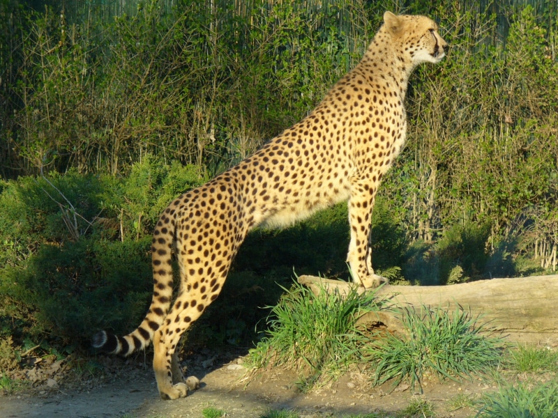 cheetah, photo, animals, food, zagreb, 2K, waiting