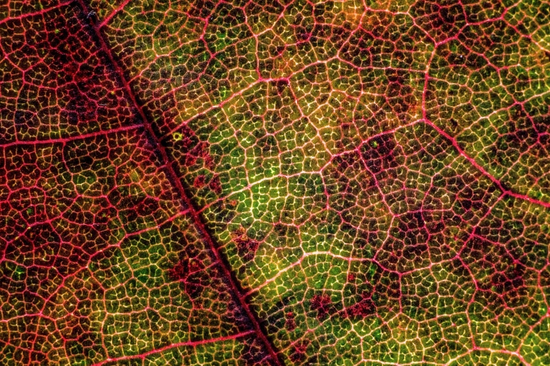 no people, close-up, plant part, plant, backgrounds, magnification, texture, micro texture, zagreb, 5K, closeup, leaf texture, nature, leaf vein, abstract