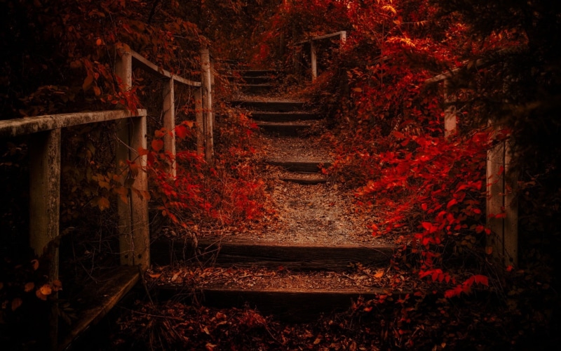 forest, autumn, wood - Material, season, land, stairs, fence, woodland, direction, staircase, nature, plant part, red, the way forward, dark, 1080P, shrubs