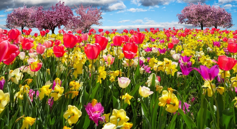 flower, field, day, land, nature, osterglocken, Daffodils, petal, flower Head, blue, outdoors, spring, plant, flowers in spring, pink Color, spring greetings