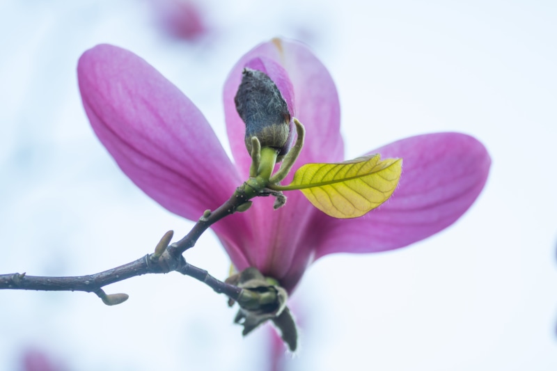 focus, multi, Magnolia, pink Color, purple, close-up, 5K, photography, shallow, plant, nature, tree, petal, flower, shallow focus, branch, springtime