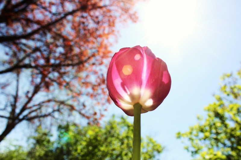 nature, bokeh, bud, 5K, spring, sun  flare, outdoors, plant, flower bud, Love, flower, purple  blue, flower Head, blue sky, tulip, trees, pink, springtime