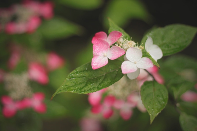 pink, beauty In Nature, selective, petaled, nature, blossom, flower Head, summer, clover, branch, no People, plant, 1080P, close-up, white, flower, focus