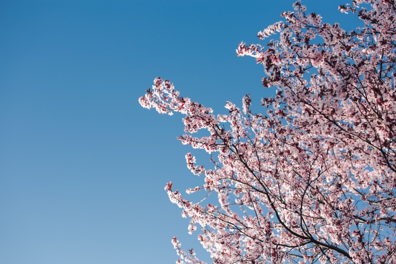 petal, freshness, cherry Blossom, springtime, pink Color, growth, flower, twig, spring, spring flowers, branch, blossom, blue, plant, blooming, cherry Tree