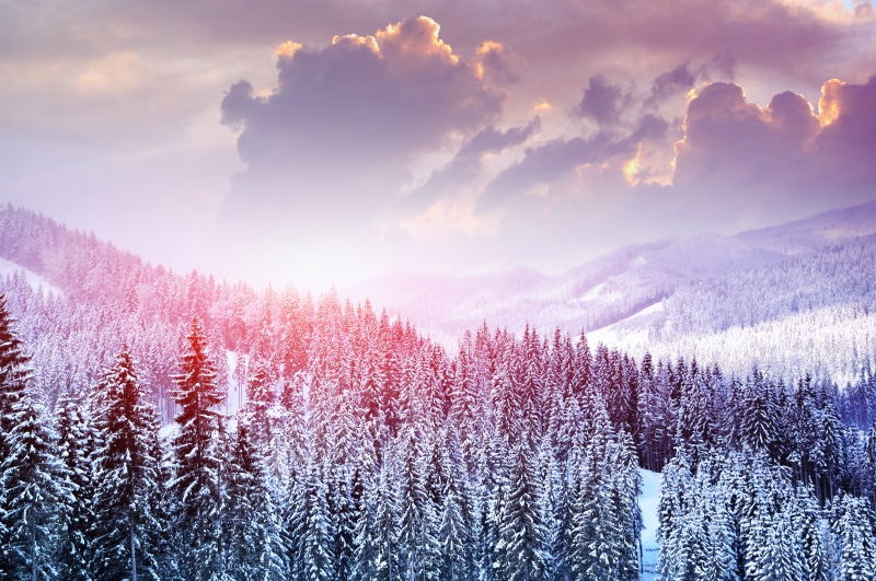 cloud - Sky, woodland, sun, pine woodland, pine Tree, beauty In Nature, backgrounds, fog, dawn, mountains, morning, land, frost, cold - Temperature, outdoors
