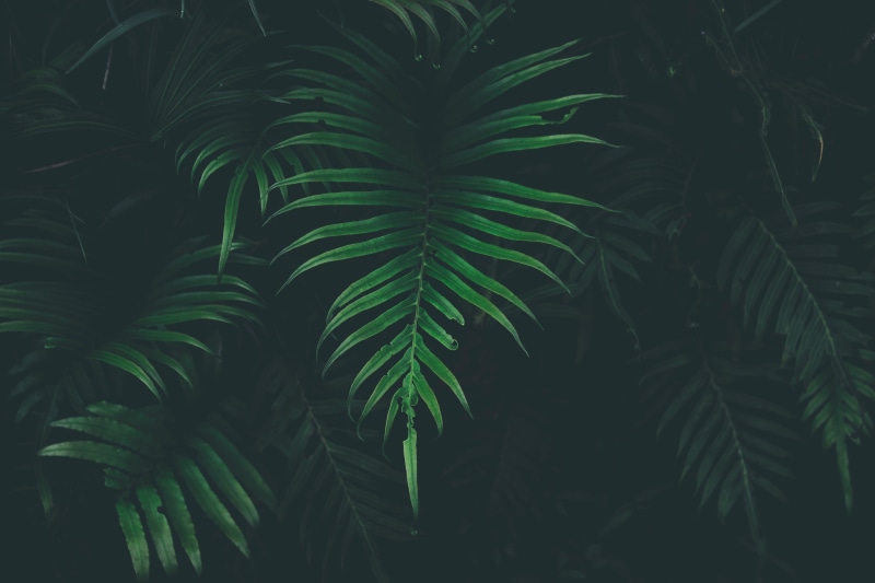 full frame, plant part, night, tree, plant, no people, palm tree, leaves, close-up, tranquility, outdoors, fern, 5K, tropical climate, palm leaf, beauty in nature