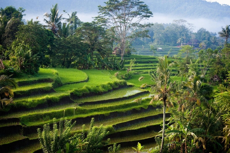 terraced field, plant, rice - cereal plant, rice, land, terrace, outdoors, field, agriculture, growth, Indonesia, palm trees, terraces, beauty in nature