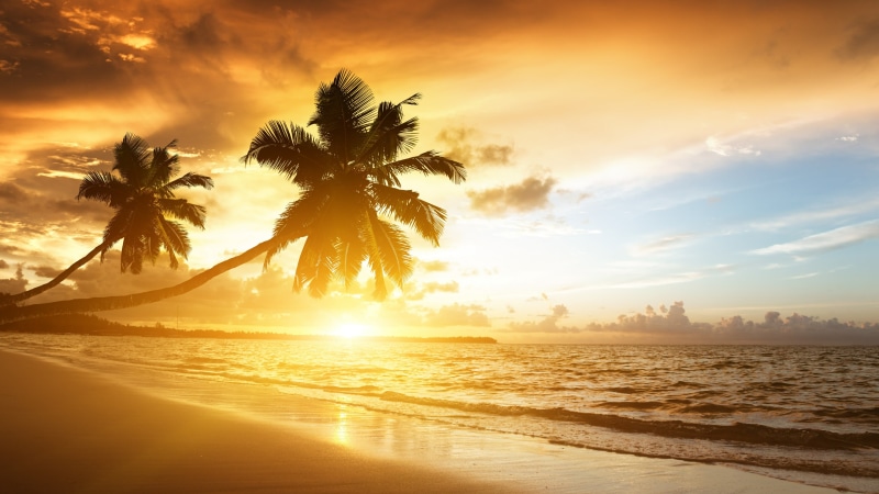 sky, coconut palm tree, palm, calm, shore, scenics - nature, palms, kerala, tropical tree, asia, no people, 4K, sunset, water, nature, palm tree, tranquil scene