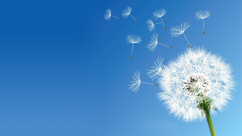 flower head, no people, dandelion, vulnerability, celebration, blue, beauty in nature, snowflake, flowers, outdoors, copy space, nature, colored background