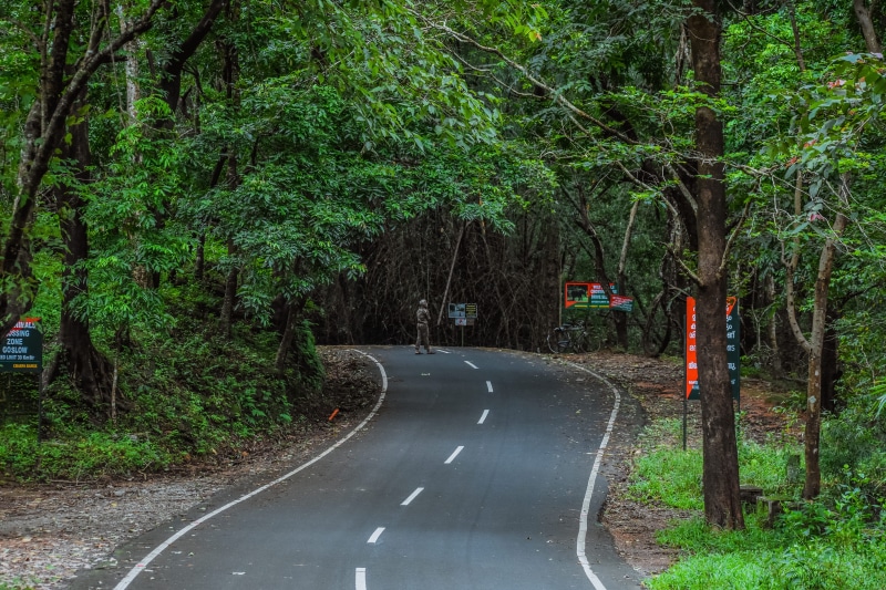 kerala, road marking, tree, no people, road, the way forward, plant, growth, sign, green color, forest, marking, land, land vehicle, outdoors, 5K, transportation