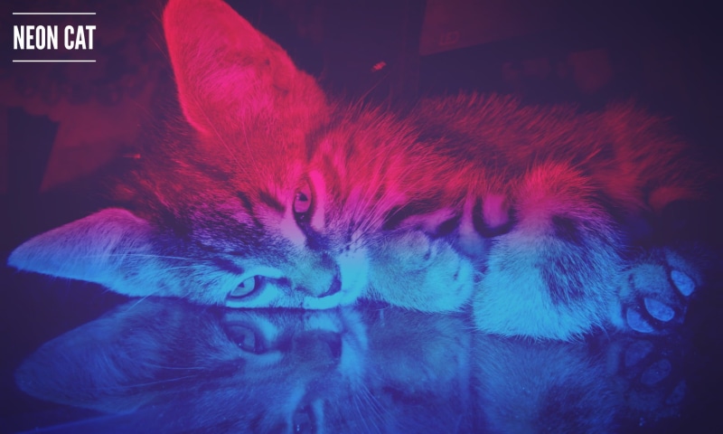 cyan, pets, animal body part, animals, feline, close-up, 1080P, purple, whisker, high angle view, blue, animal eye, lying down, pink, relaxation, neon