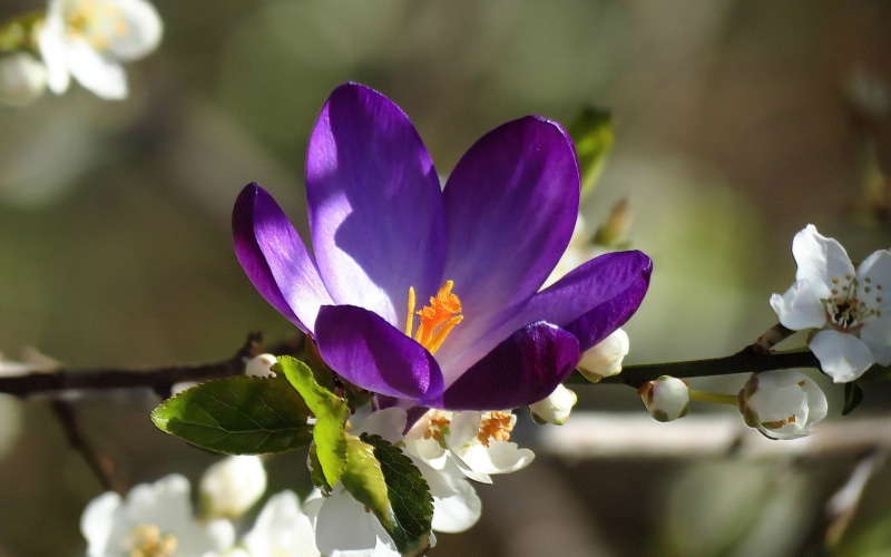 focus on foreground, close-up, springtime, freshness, flowering plant, petaled, blossom, purple, inflorescence, violets, macro, flowers, pollen, plants