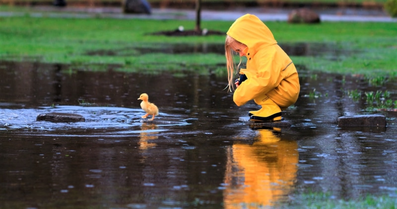 males, full length, animals in the wild, child, nature, outdoors, boys, offspring, 4K, hd, bird, raincoat, day, duck, childhood, 4k, little girl, one person