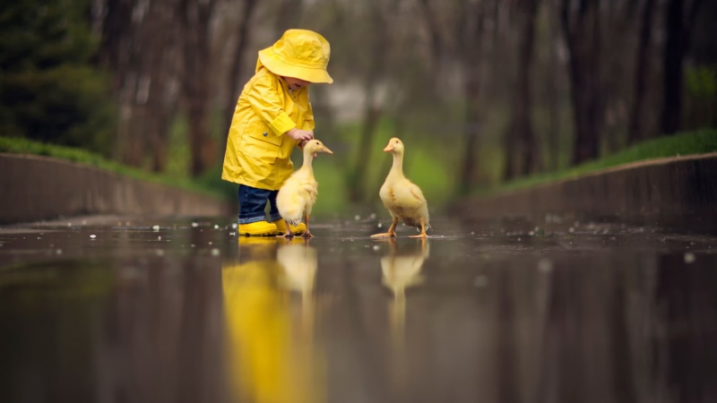 ducks, one person, yellow, full length, childhood, one animal, males, animals in the wild, bird, selective focus, day, small, nature, duck, rain, raincoat