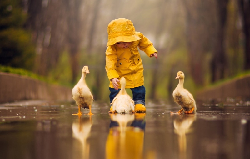 Cute, ducks, s, yellow, white, Bird, toddler, 1080P, Duck, Reflection, Child, Depth Of Field, Photography, three, raincoat