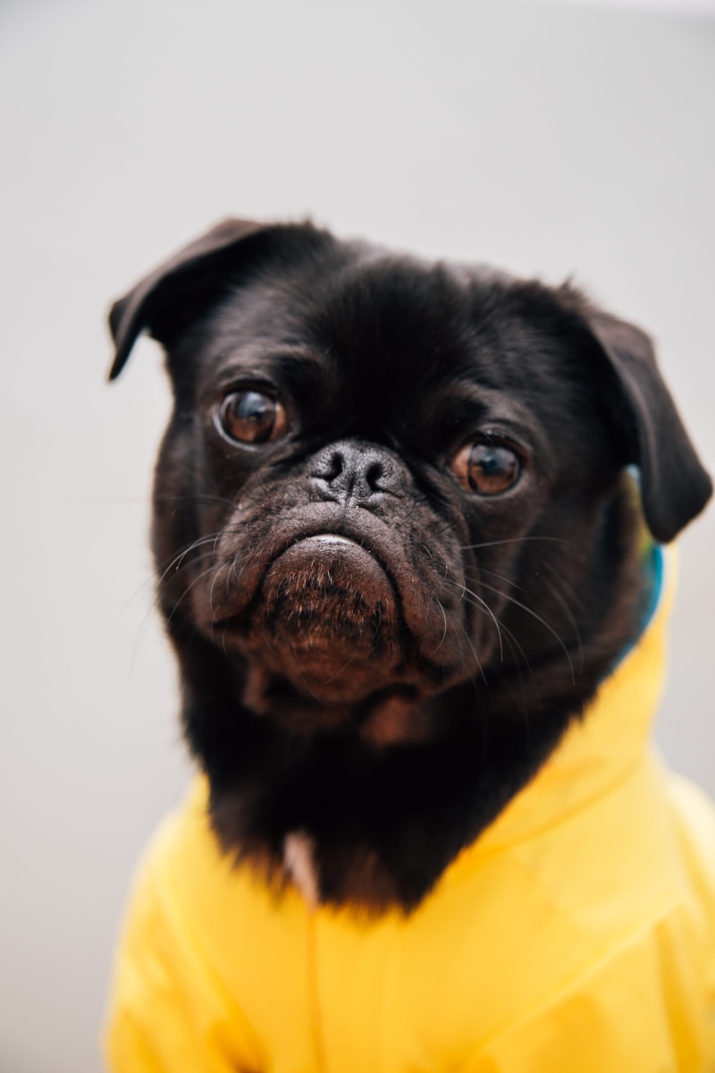 shallow, vertebrate, lap dog, animal themes, mammal, portrait, sad, dog, black, raincoat, pet, shirt, animal, one animal, young animal, animal head, photo