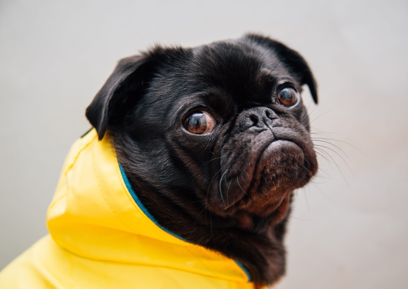 purebred dog, domestic animals, pets, animal eye, young animal, toshi, apparel, animal, mammal, no people, focus, 5K, animal body part, domestic, small