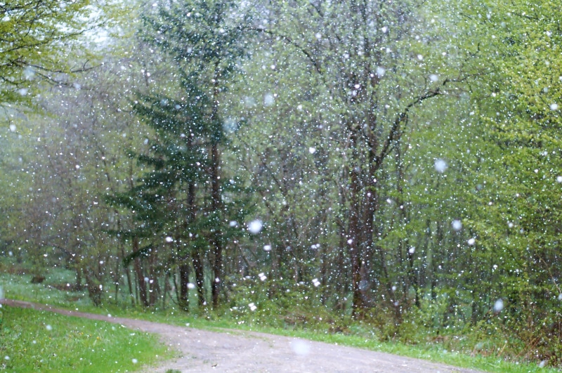 snow, tranquil scene, environment, art, badly, cold, beautiful, tree, storm, the way forward, wet, tranquility, growth, light, beauty, background, design